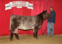 Schrag's Myrtle Bo heifer 1-09.JPG