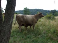 cow pics 015-720.jpg