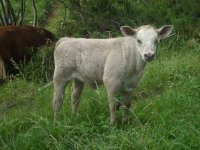 Calvesjune182009 003-720.jpg