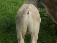 Calvesjune182009 005-720.jpg