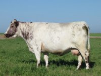 Waymar J&J Strawberry 96 -08.jpg