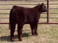 blk monopoly calf rear view.jpg