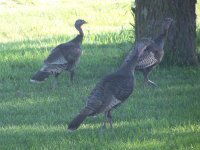 Lawn Ornaments.jpg