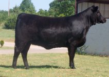 Endeavor Limflex Heifer_edited-1.jpg