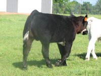 Blacksmith x Heatwave 6807          March 09 Steer Prospect.jpg