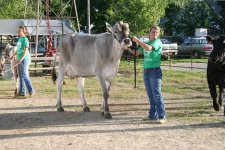 Briar & Glenda the Brown Swiss WCF09.JPG
