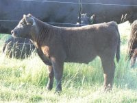 I Am Legend Steer Tag #39.JPG