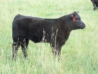 I Am Legend heifer tag #932.JPG