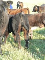 rear shot of Legend steer #36.JPG