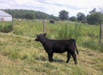 Naughty Pine Heifer.JPG