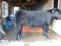 Tommy and calves 042.jpg