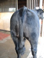 Tommy and calves 045.jpg