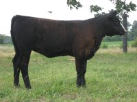 calves2 062.jpg