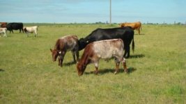 Timeline ET calves sm.jpg