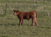 Bull Calf.jpg