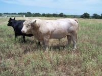 bull 002.JPG