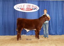 fri+red+angus+and+shorthorns+22+033[1].JPG