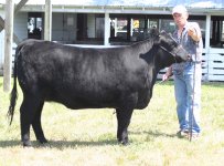 IMG_3993----Grants heifer ----.jpg