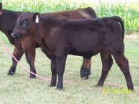 Steer.jpg