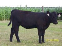 heifer.jpg