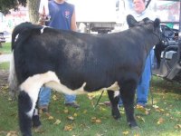Oreo County Fair.jpg