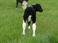 Rosies steer 003A.JPG