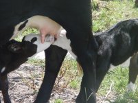Rosies steer 007A.JPG