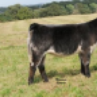 HeiferShower14
