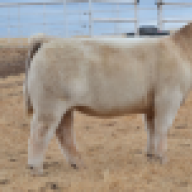 cookcattleco