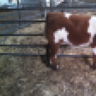 wjmcattle
