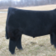 Bi-Lane Livestock