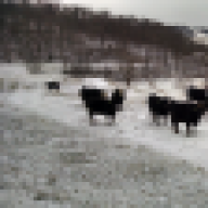 SSFSimmentals