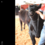 Evergreen Angus