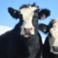 DCC_Cattle