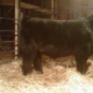 Vandy Show Cattle