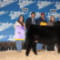 fieldscattle