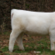 Spring Creek Farms