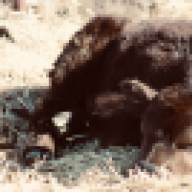 lonepinecattlecompany