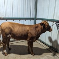bettyheifer21