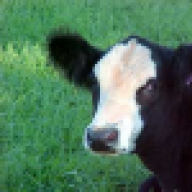 cattleguy