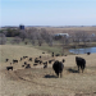 wentcattle