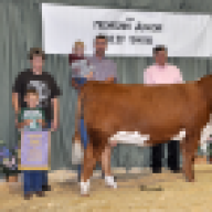 CCS cattle