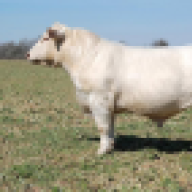 subcattleco