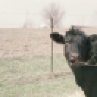 GIBSON CLUB CALF FARMS