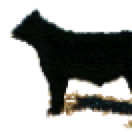 roper99