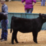 MKC Showcattle