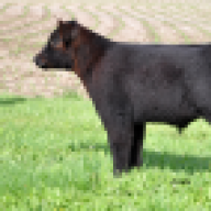 BN 32