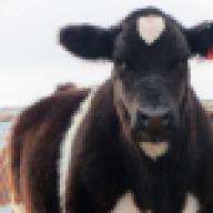 ShowCalves2010