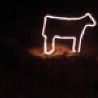 LF Show cattle