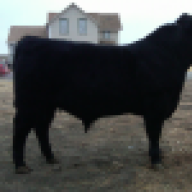 angus88